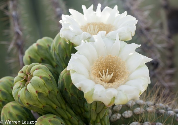 Saguaro flower