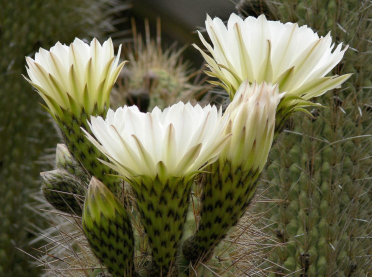 Trichocereus chiloensis, James Gaither
