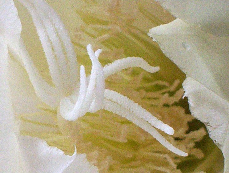 White cactus flower