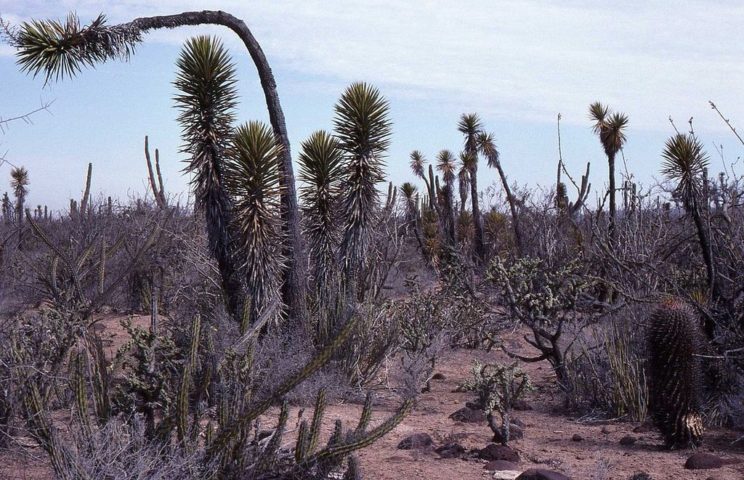 Yucca valida, Christian Defferard
