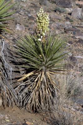 Yucca schidigera, near Moapa Valley, NV