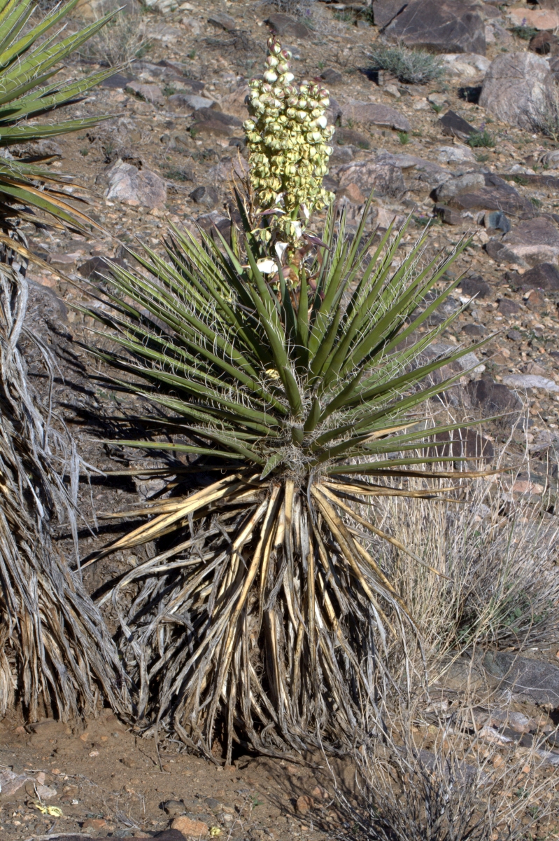 Yucca schidigera – OBLOG