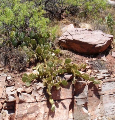 Opuntia cyclodes, Tremontina, NM