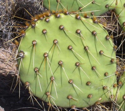 Opuntia cyclodes, Conchas Lake, NM