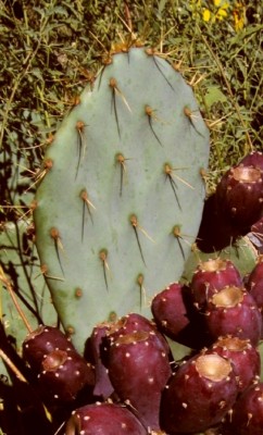 Opuntia cyclodes, garden plant