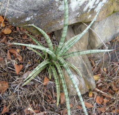 Sansevieria downsii, Ton Rul