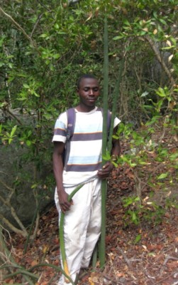 Sansevieria fischeri, Mount Maco, Ton Rul