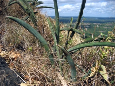 Sansevieria hallii, Ton Rul