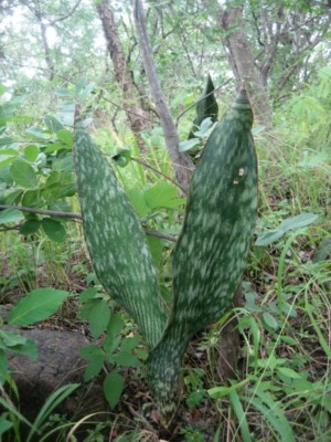Sansevieria hyacinthoides, Ton Rul