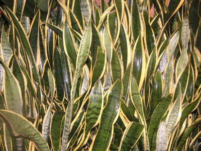 Sansevieria trifasciata, Carl Lewis