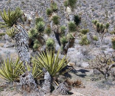 Yucca schidigera (foreground)