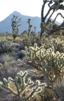 Cylindropuntia acanthocarpa