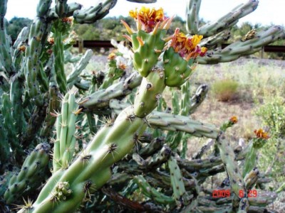 Cylindropuntia acanthocarpa