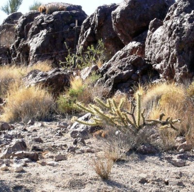 Cylindropuntia acanthocarpa