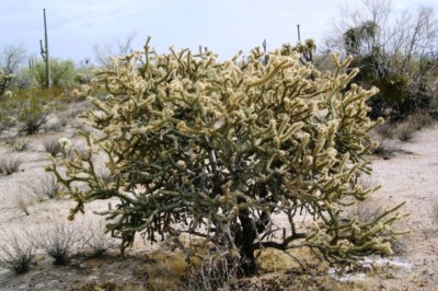 Cylindropuntia acanthocarpa