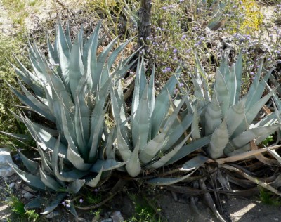 Agave desertii