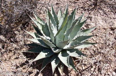 Agave deserti