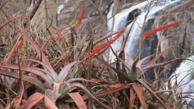 Aloe mawii at Lurio Waterfalls