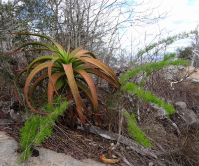 Aloe mawii on Mt. Yoloko