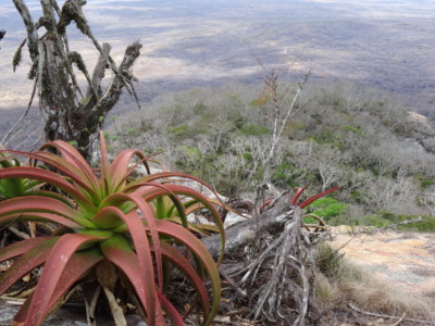 Aloe mawii on Mt. Yoloko