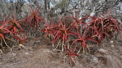 Aloe mawii on Mt. Yoloko