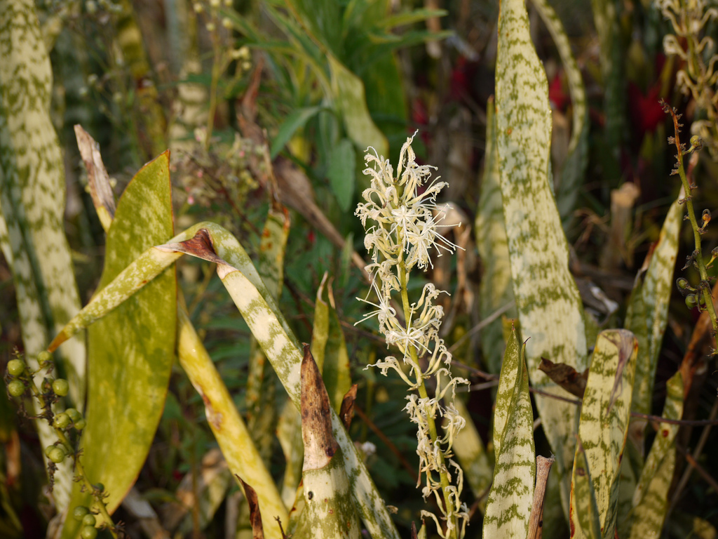 Sansevieria hyacinthoides – OBLOG