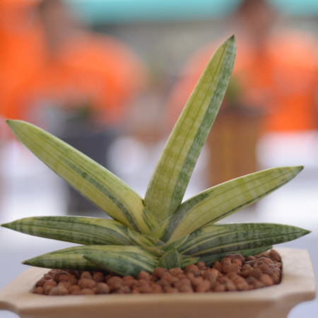 Sansevieria sp