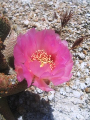 Opuntia basilaris, Parumph, NV