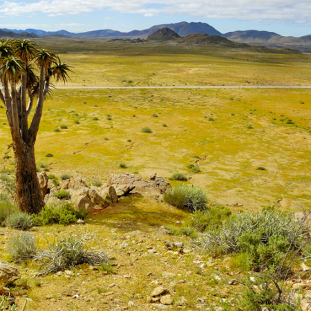 Aloe pillansii, Martin Heigan