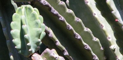 Cereus hildmannianus, Ruth Bancroft Garden