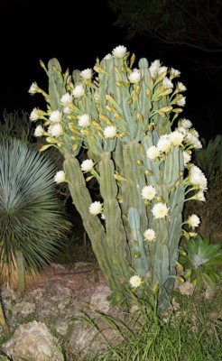 Cereus hildmannianus, Sergio Niebla