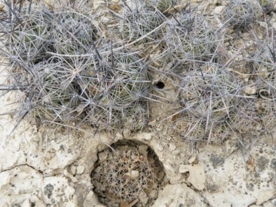 Mammillaria heyderi hemisphaerica