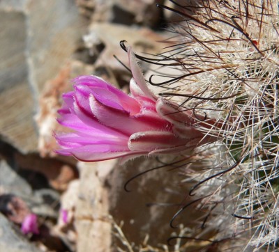 Mammillaria tetrancistra