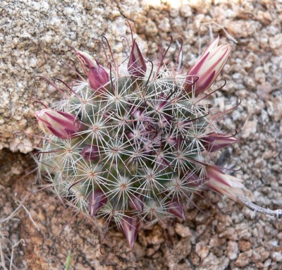 Mammillaria tetrancistra