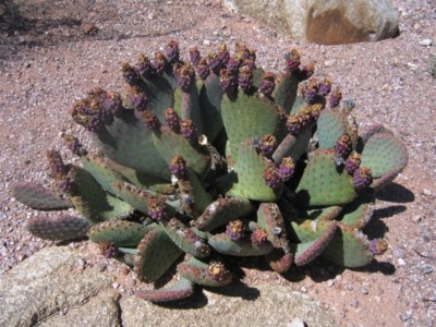 Opuntia basilaris longiareolata, garden plant