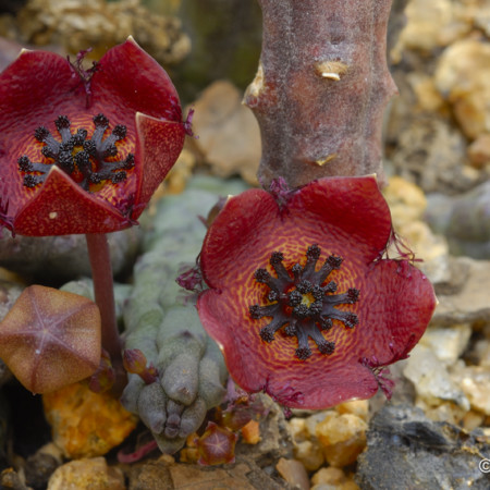 Tromotriche longii flowers