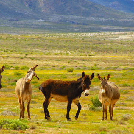 Wild Donkeys of the Richtersveld