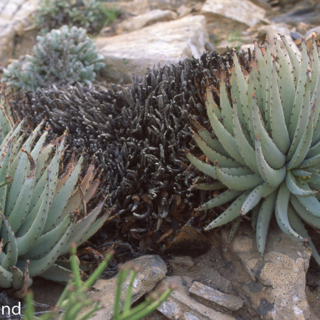 Aloe sp, Geir K. Edland