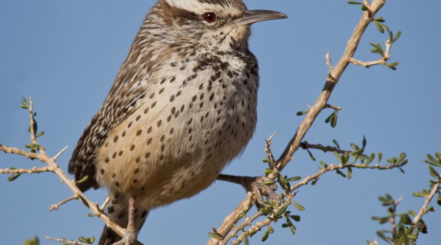 Cactus Wren, Gerry