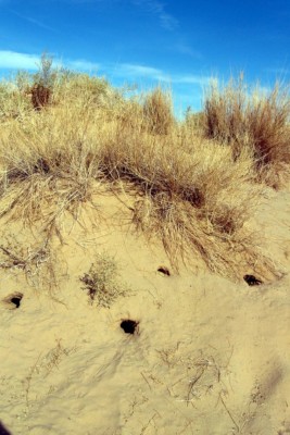 Desert kangaroo rat burrows, Kelso, CA, Alan Kotok
