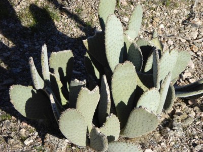 Opuntia basilaris, Nancy Hussey