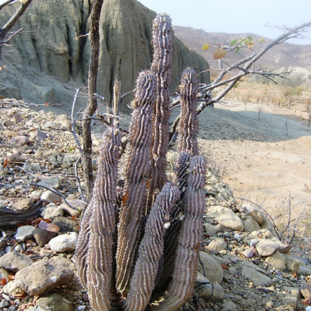 Hoodia sp, Petr Kosina