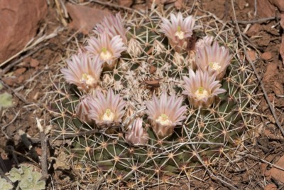 Mammillaria heyderi, Sierra County, NM
