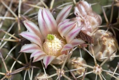 Mammillaria heyderi, Sierra County, NM
