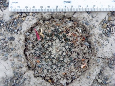 Mammillaria heyderi heyderi, Coahuila, MX