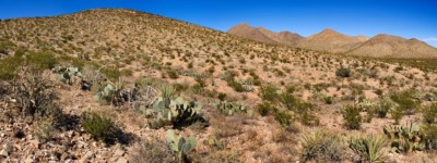 Mammillaria heyderi habitat, NM