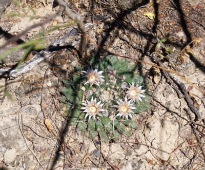 Mammillaria heyderi, Sergio Niebla