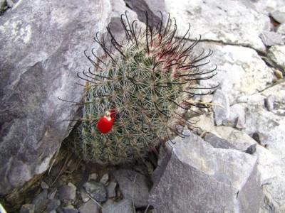Mammillaria tetrancistra