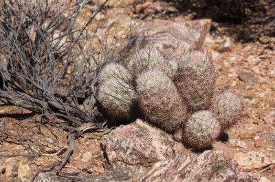 Mammillaria tetrancistra, Laura Camp