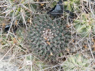 Mammillaria heyderi hemasphericae